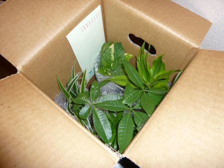 観葉植物1