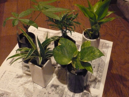 観葉植物2