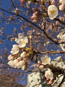 Sakura