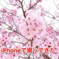 iPhoneで撮ってきた – 2021年 開花日直後の数少ない桜を撮影。そして私がよく使う手を紹介