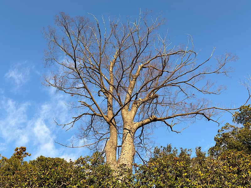 寒川神社の周り